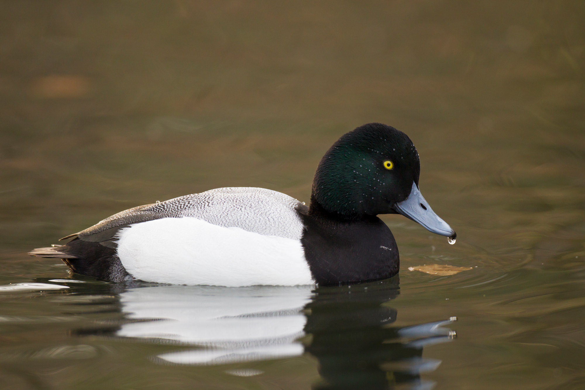 Leicht verwechselbar Enten im Vergleich LBV Gemeinsam Bayerns Natur schützen